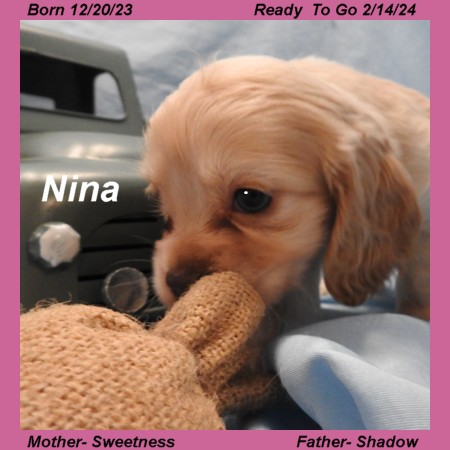 puppy, for, sale, Cocker Spaniel, Joe & Cherri  Overlease, dog, breeder, Miller, MO, dog-breeder, puppy-for-sale, forsale, nearby, find, puppyfind, locator, puppylocator, aca